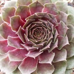 Sempervivum - Dachwurz - Hauswurz